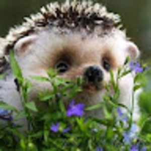 Meet your Posher, Brenda